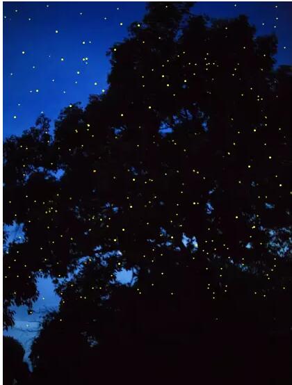 1479707026567462.jpg 16.jpg