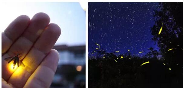 1479707038762457.jpg 17.jpg