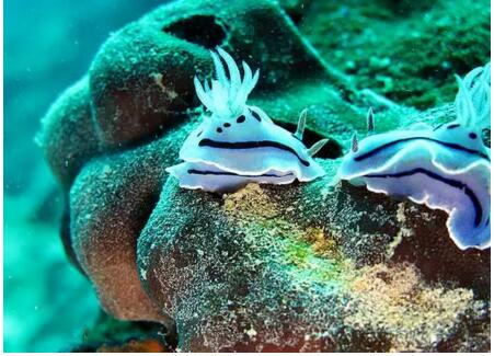 1479715744914872.jpg 2.jpg