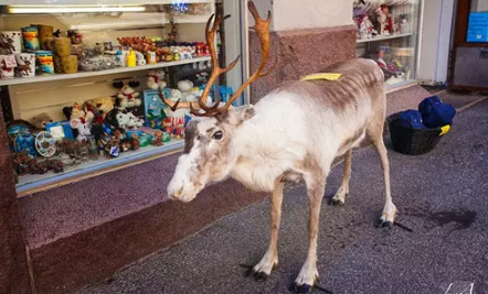 1482375366894085.png 19.png